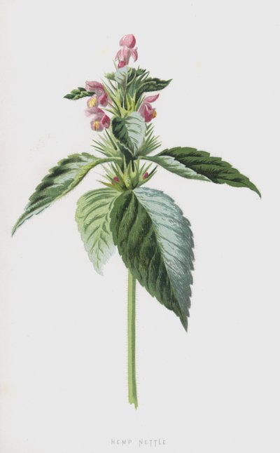 Hanfnessel von Frederick Edward Hulme