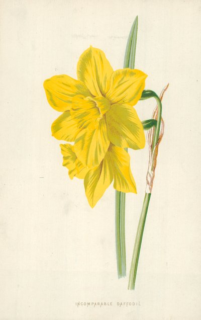 Unvergleichliche Narzisse von Frederick Edward Hulme