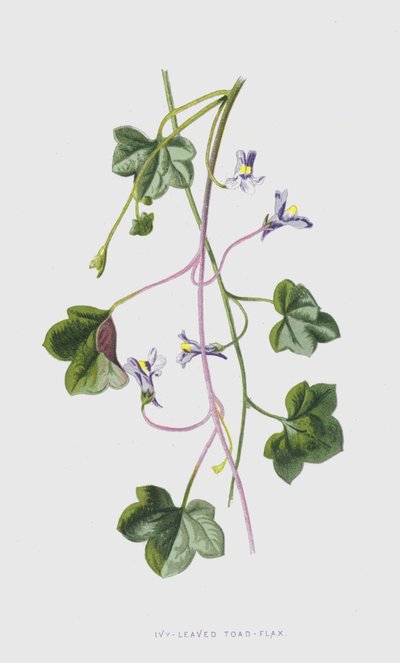 Efeublättriges Leinkraut von Frederick Edward Hulme