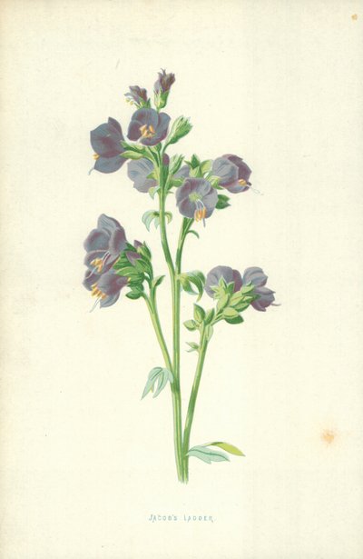 Jakobsleiter von Frederick Edward Hulme