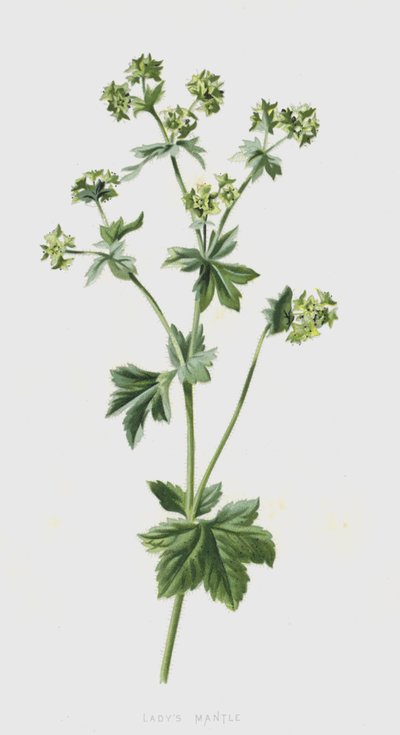 Frauenmantel von Frederick Edward Hulme