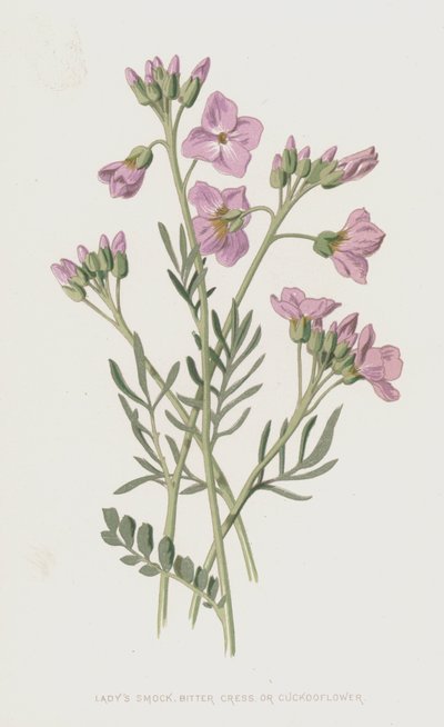 Wiesenschaumkraut von Frederick Edward Hulme