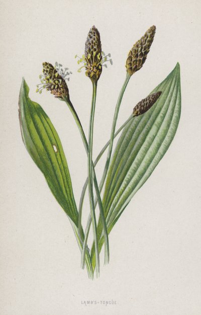 Lämmertunge von Frederick Edward Hulme