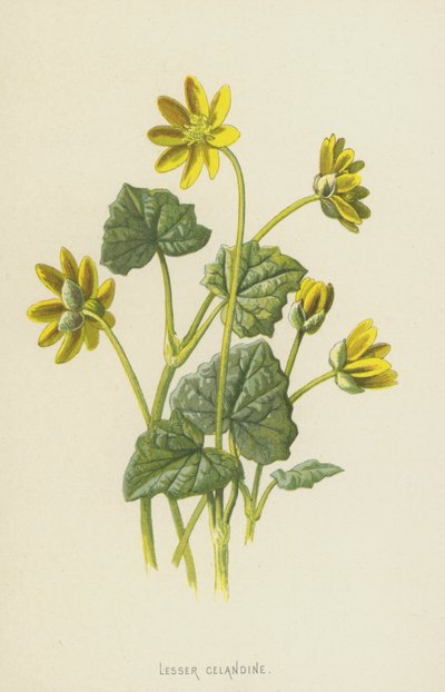Scharbockskraut von Frederick Edward Hulme