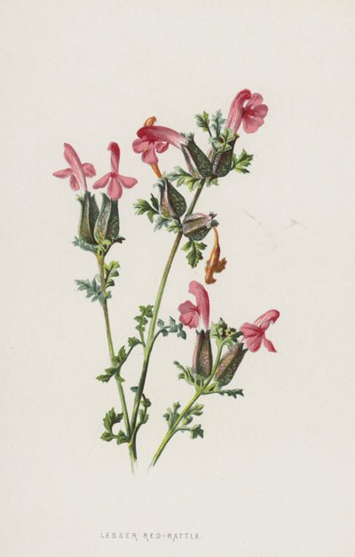 Kleine Klappertopf von Frederick Edward Hulme