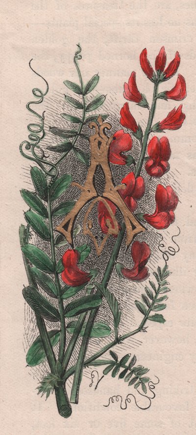 Buchstabe A, Initiale, Aquarellgravur, ca. 10x5 cm, von Frederick Edward Hulme aus 