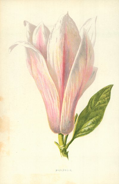 Magnolie von Frederick Edward Hulme