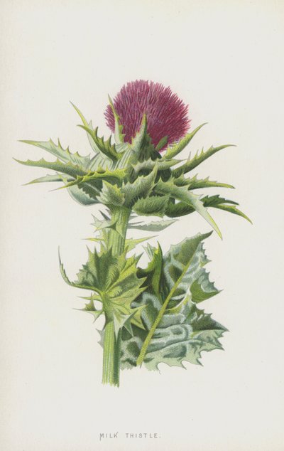 Mariendistel von Frederick Edward Hulme