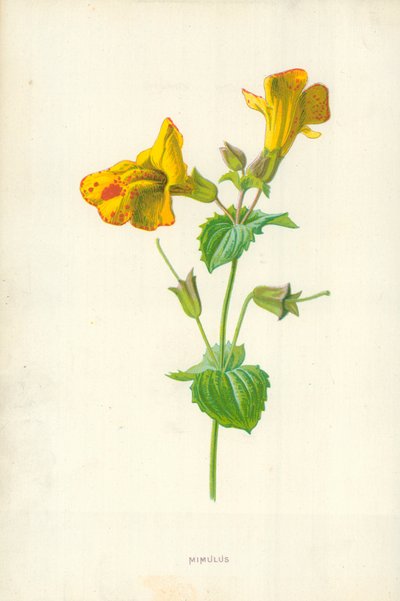 Mimulus von Frederick Edward Hulme