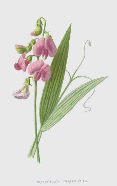 Schmalblättrige Platterbse von Frederick Edward Hulme