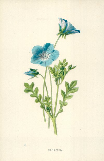 Nemophila von Frederick Edward Hulme