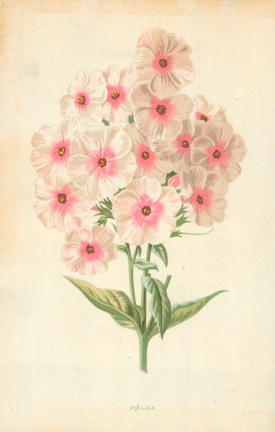 Phlox von Frederick Edward Hulme