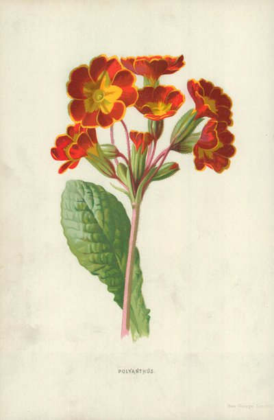 Polyanthus von Frederick Edward Hulme
