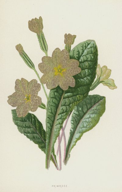 Primel von Frederick Edward Hulme