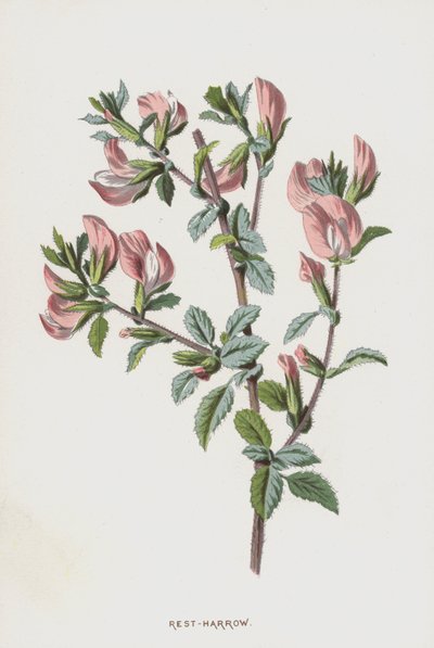 Bibernelle von Frederick Edward Hulme
