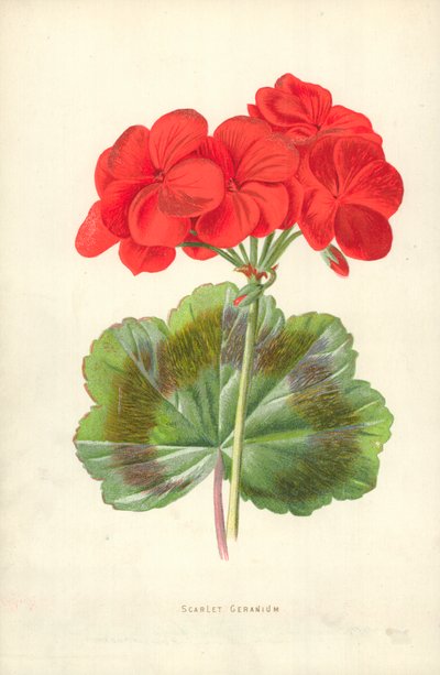 Scharlachrote Geranie von Frederick Edward Hulme