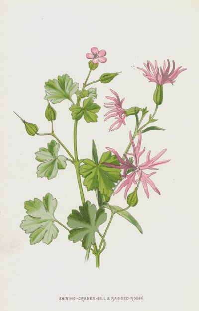 Glänzender Storchschnabel und Kuckucks-Lichtnelke von Frederick Edward Hulme