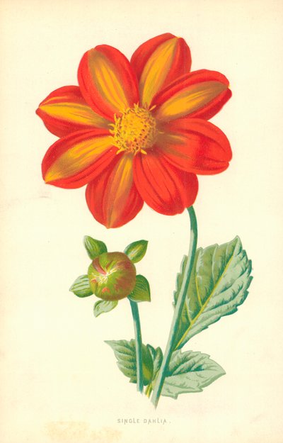Einzelne Dahlie von Frederick Edward Hulme