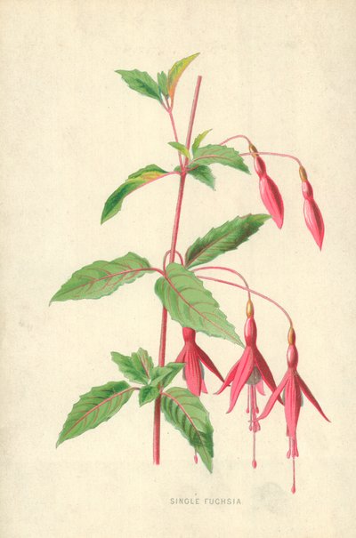 Einzelne Fuchsie von Frederick Edward Hulme