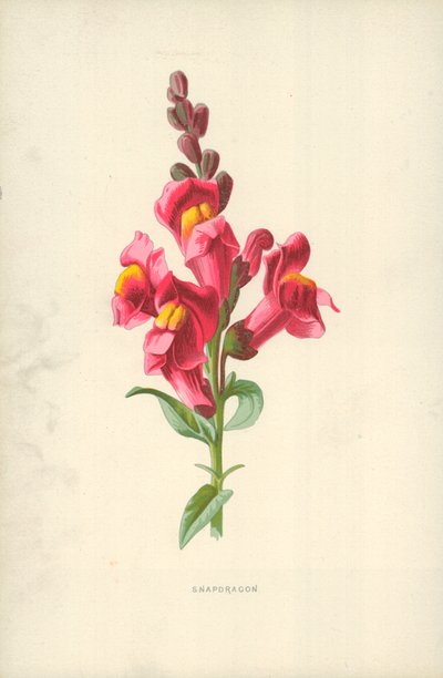 Löwenmaul von Frederick Edward Hulme