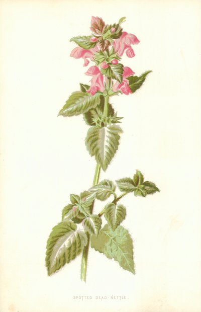 Gefleckte Taubnessel von Frederick Edward Hulme