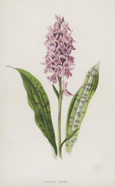 Geflecktes Knabenkraut von Frederick Edward Hulme