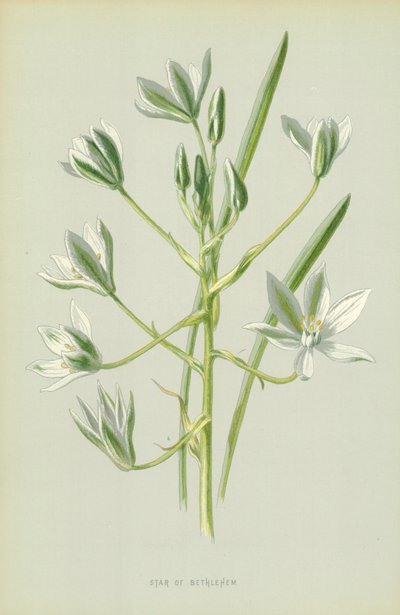 Stern von Bethlehem von Frederick Edward Hulme