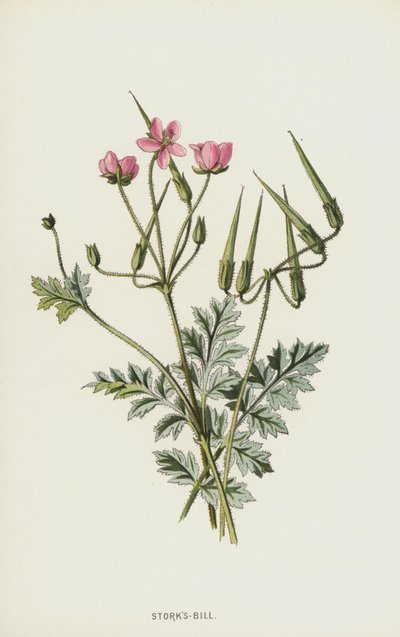 Reiherschnabel von Frederick Edward Hulme