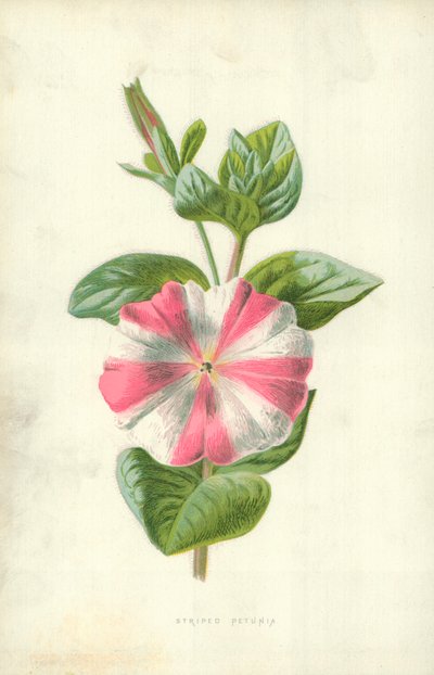 Gestreifte Petunie von Frederick Edward Hulme