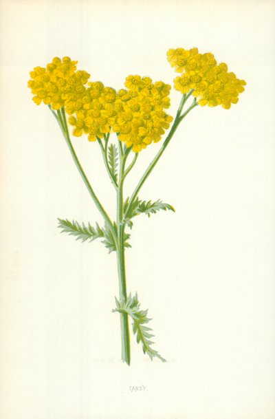 Rainfarn von Frederick Edward Hulme