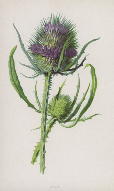 Karde von Frederick Edward Hulme