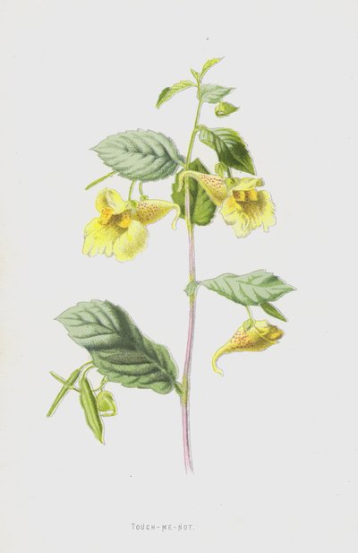 Springkraut von Frederick Edward Hulme
