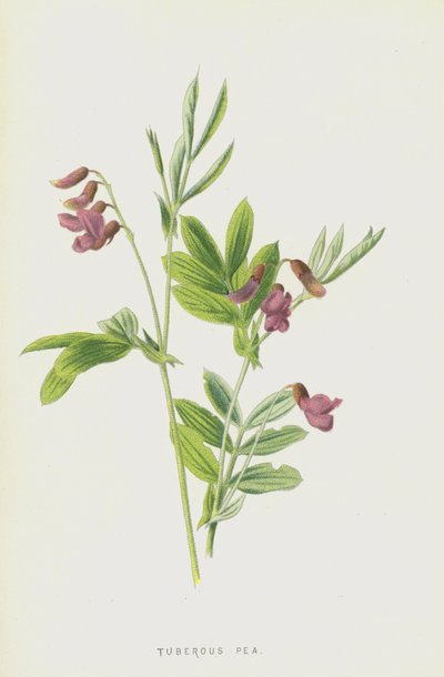 Knollige Platterbse von Frederick Edward Hulme