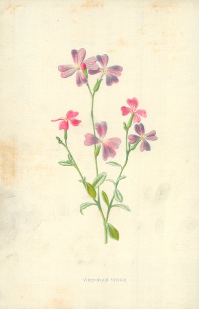 Virginischer Sommerflieder von Frederick Edward Hulme