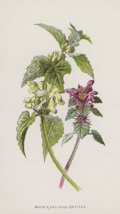 Weiße und Rote Taubnessel von Frederick Edward Hulme