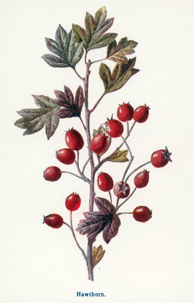 Wilde Früchte der Landschaft: Weißdorn von Frederick Edward Hulme