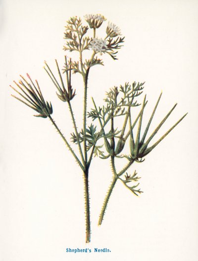 Wilde Früchte der Landschaft: Hirtennadel von Frederick Edward Hulme