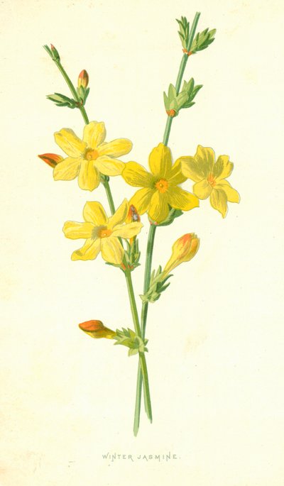 Winterjasmin von Frederick Edward Hulme