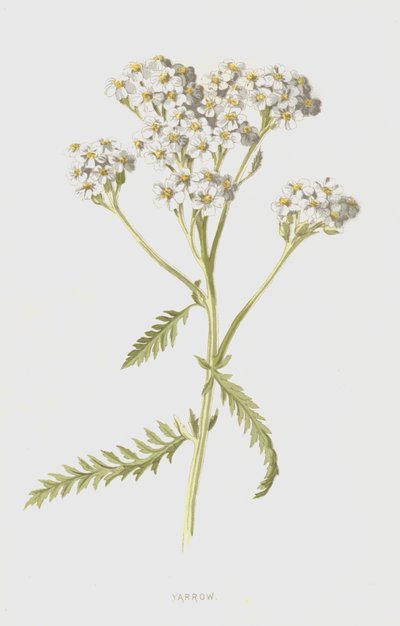 Schafgarbe von Frederick Edward Hulme