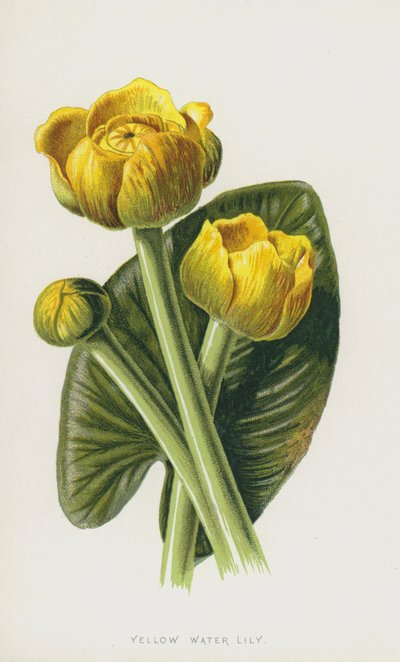 Gelbe Teichrose von Frederick Edward Hulme