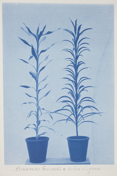 Draconas Sunderii und Rubia Elogans, späte 19. bis frühe 20. Jahrhundert von Frederick K. Coulson