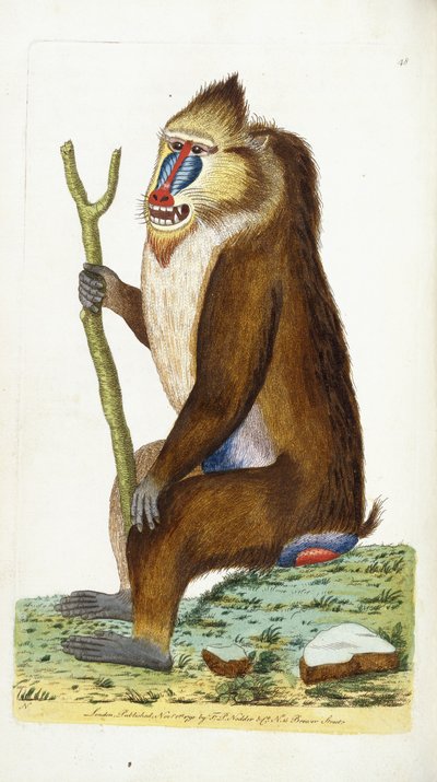 Bunter Pavian oder Mandrill Mandrillus sphinx von Frederick Polydor Nodder
