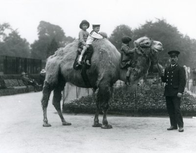 Eine Bactrian-Kamel-Fahrt mit Wärter Harry Warwick im Londoner Zoo, Juni 1924 von Frederick William Bond