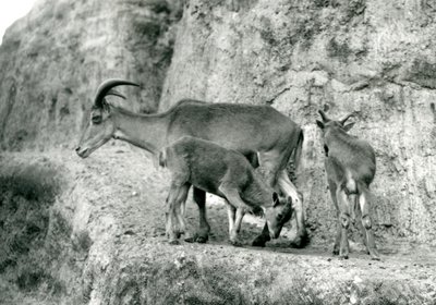 Ein Berberschaf/Aoudad/Waddan/Arui/Arruis steht mit ihren zwei Jungen auf den Mappin Terraces, Londoner Zoo, August 1927 (s/w Foto) von Frederick William Bond