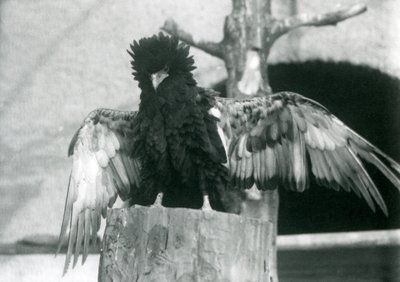 Ein Bateleur-Adler steht auf einem Baumstumpf und breitet seine Flügel aus, London Zoo, 1925 von Frederick William Bond