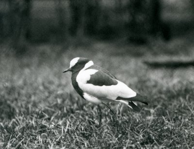 Ein Kiebitzschmied auf dem Gras im Londoner Zoo, August 1927 von Frederick William Bond