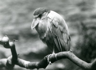 Ein Bootsschnabelreiher, der auf einem Ast im Londoner Zoo sitzt, Juni 1924 von Frederick William Bond