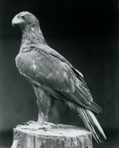 Ein Zwergadler auf einem Baumstumpf im Londoner Zoo im Juni 1926 von Frederick William Bond