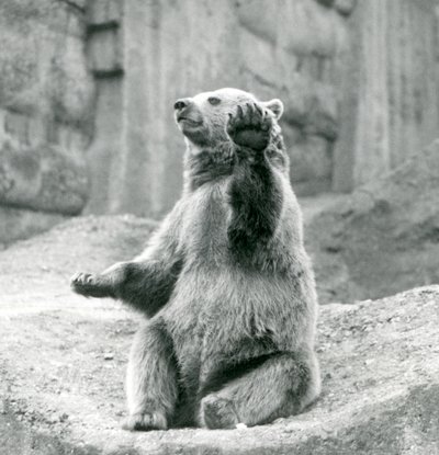Ein Braunbär sitzt auf einem Felsvorsprung und winkt mit einer seiner Vorderpfoten, Londoner Zoo, September 1927 von Frederick William Bond