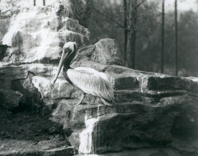 Ein Braunpelikan, der auf Felsen im Londoner Zoo im Juni 1927 steht von Frederick William Bond